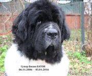 Превью фото № 199061