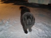 Превью фото № 199063