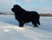 Превью фото № 199067