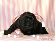 Превью фото № 199081