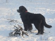 Превью фото № 199086