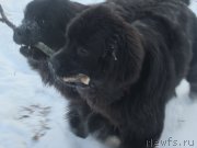 Превью фото № 199090