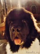 Превью фото № 199118