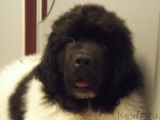 Превью фото № 199119