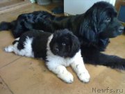 Превью фото № 199120