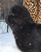 Превью фото № 199131