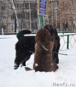 Превью фото № 199134