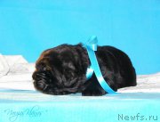 Превью фото № 199151