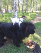 Превью фото № 199161