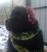 Превью фото № 199162