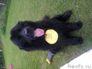 Превью фото № 199211