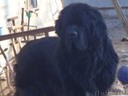 Превью фото № 199212