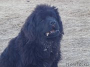 Превью фото № 199213