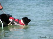 Превью фото № 199349