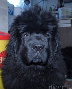 Превью фото № 199371