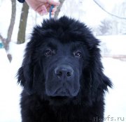 Превью фото № 199381