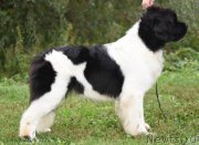 Превью фото № 199416