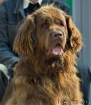 Превью фото № 19943