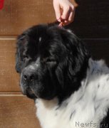 Превью фото № 199435