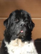 Превью фото № 199437