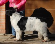 Превью фото № 199438