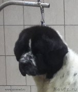 Превью фото № 199441