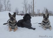 Превью фото № 199499