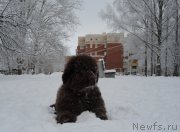 Превью фото № 199505