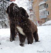 Превью фото № 199508