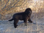 Превью фото № 199529