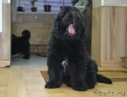 Превью фото № 199546