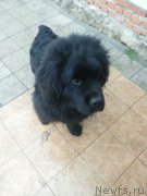 Превью фото № 199558