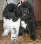 Превью фото № 1996