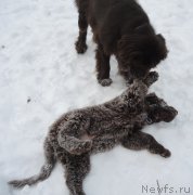 Превью фото № 199609