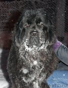 Превью фото № 199611