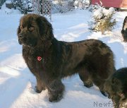 Превью фото № 199618