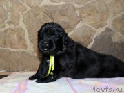 Превью фото № 199738