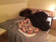 Превью фото № 199751