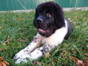 Превью фото № 199754