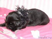 Превью фото № 199787