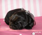 Превью фото № 199790