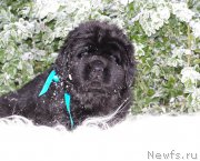 Превью фото № 199792