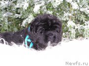 Превью фото № 199793