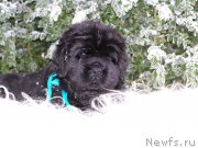 Превью фото № 199794