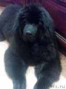 Превью фото № 199797