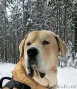 Превью фото № 199812