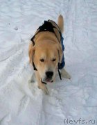 Превью фото № 199814