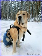 Превью фото № 199818