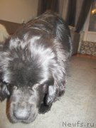 Превью фото № 199849