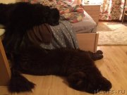 Превью фото № 199860